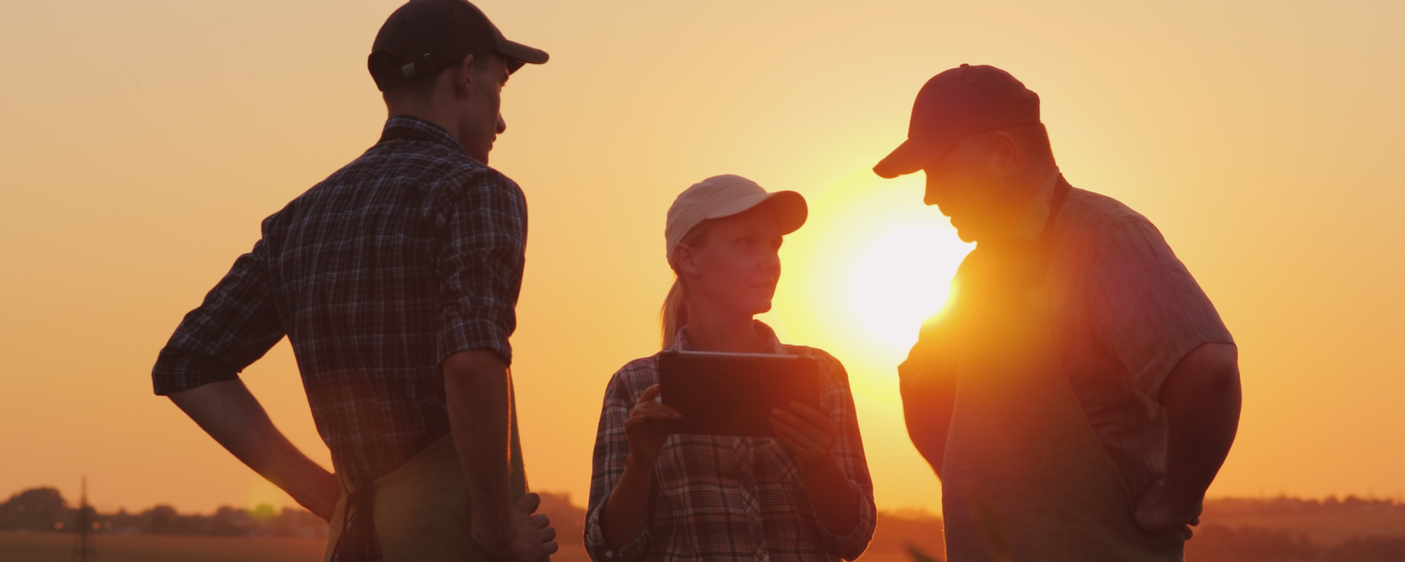 3 agriculteurs parlant dans le champ au coucher du soleil