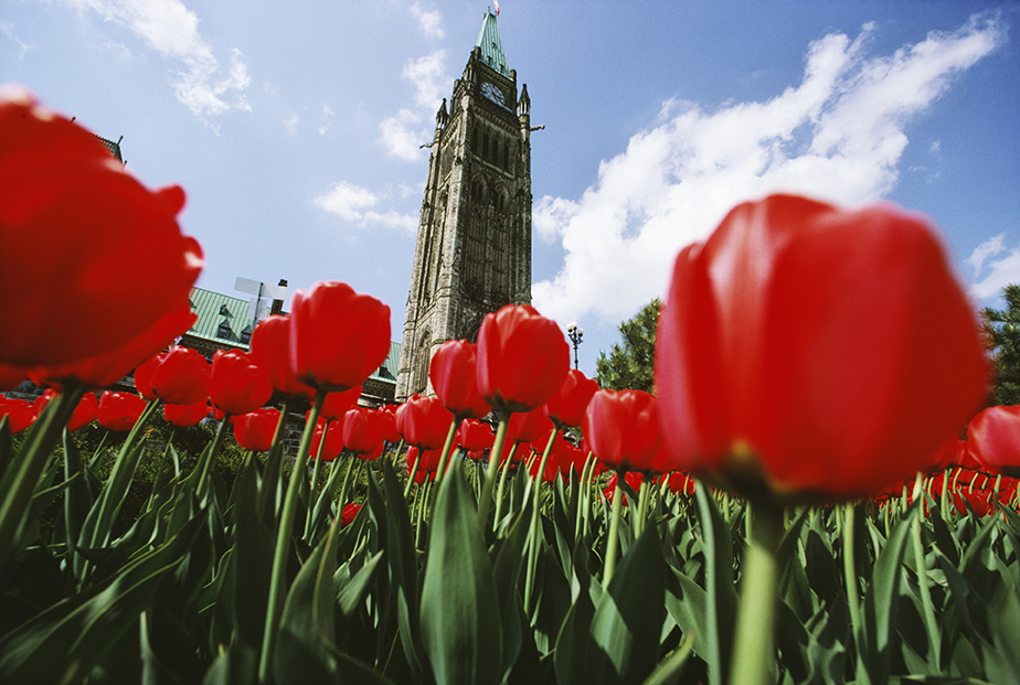 Peace Tower with tulips