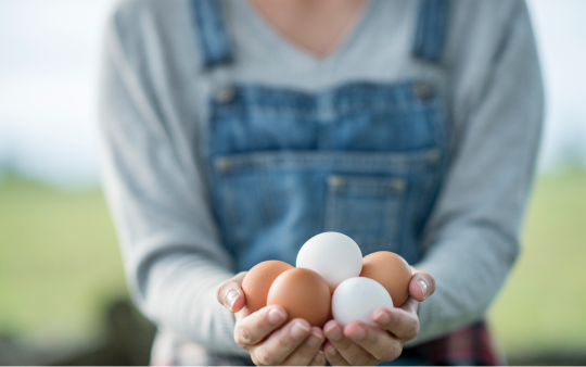 hands holding different coloured chicken eggs