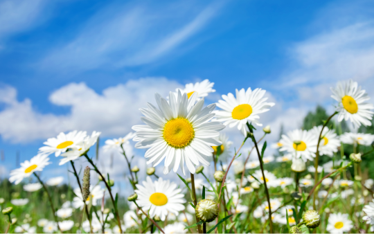 field of daisies