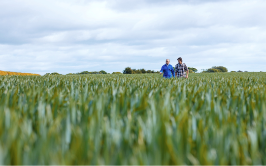two people standing in a large green crop field on a cloudy day