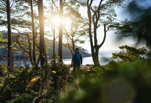 person walking through forest