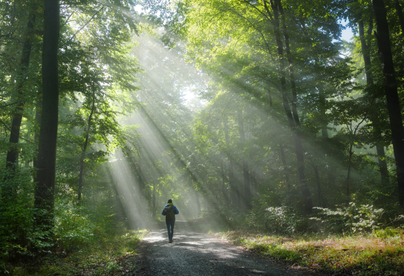 person walking through forest with sun peaking through trees